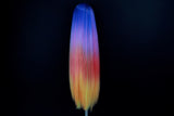 Amelia- Rainbow Sunset